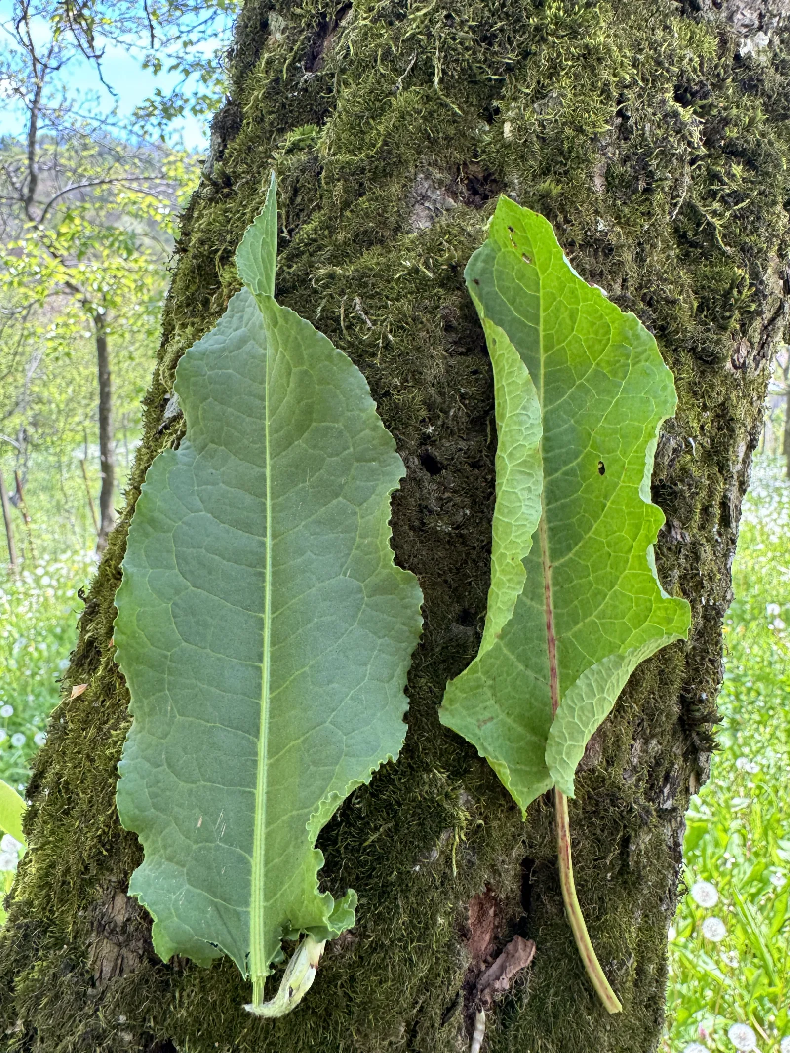 Frunză de dragavei în stanga și ștevie în dreapta 