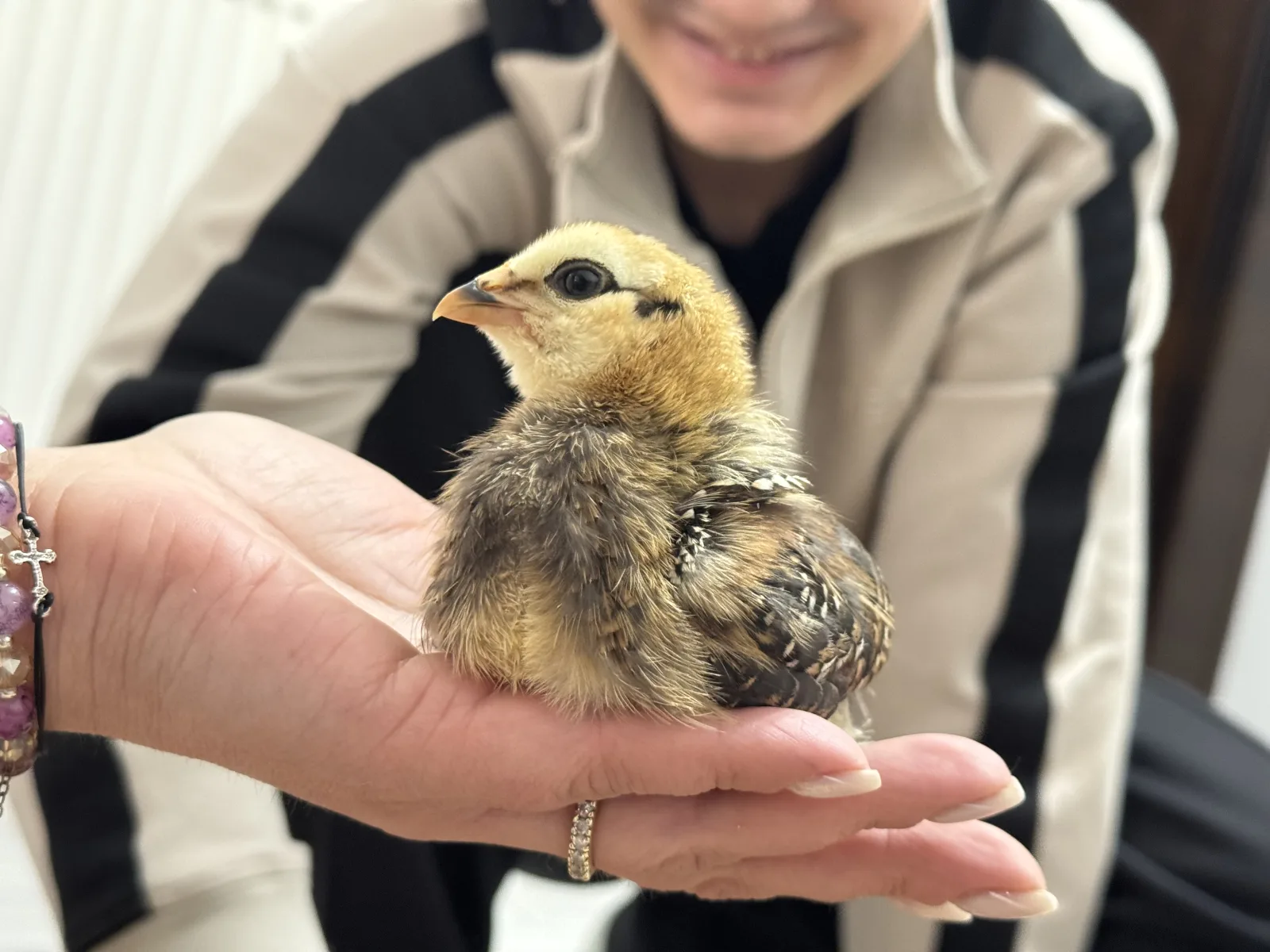 Pui de găină rasa Araucana