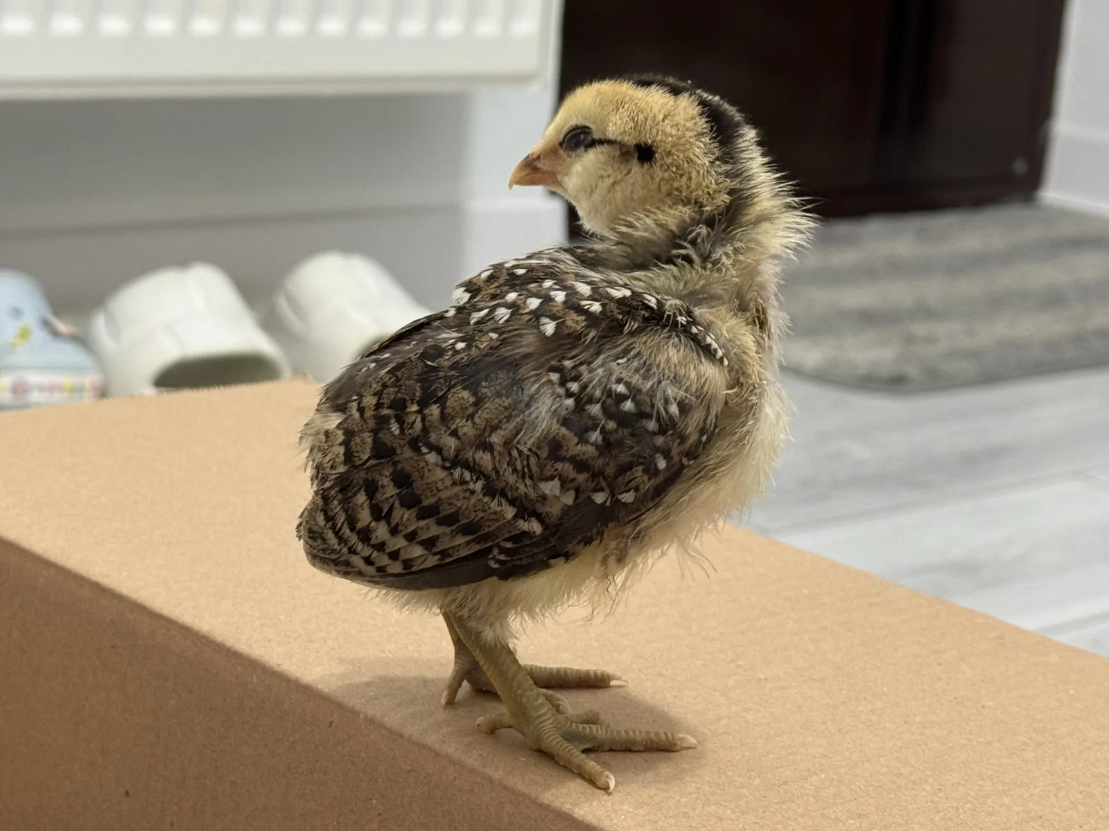 Pui de găină rasa Araucana