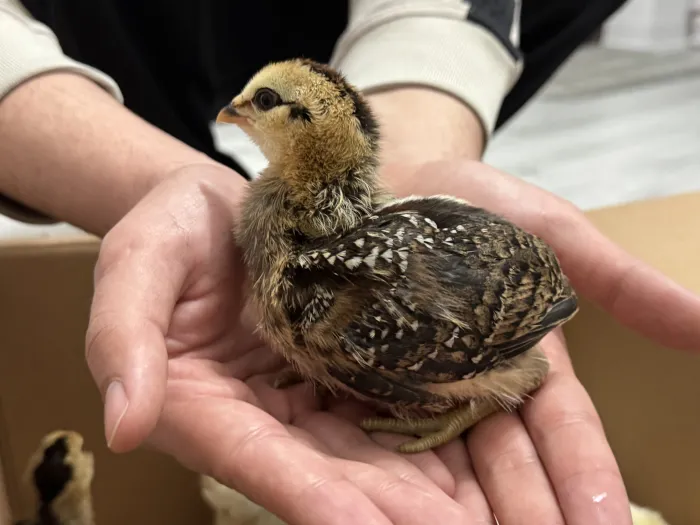Pui de găină rasa Araucana